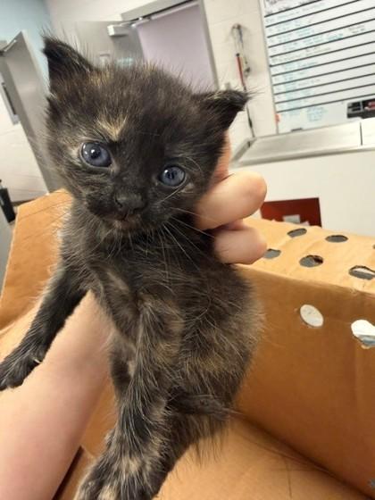 Marceline, Adoptable, Kitten Female Domestic Short Hair & Domestic Short Hair.