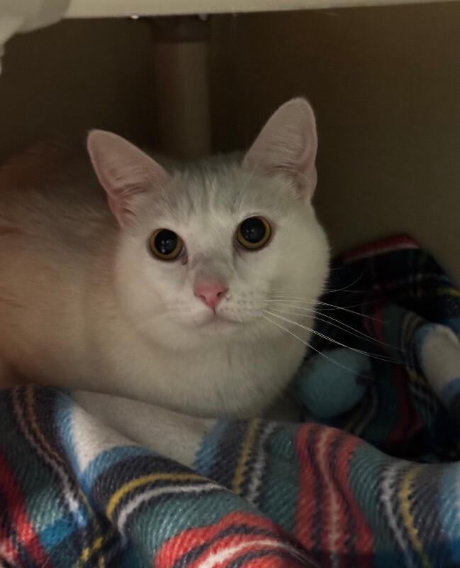 Lochness, Adoptable, Adult Female Domestic Short Hair.