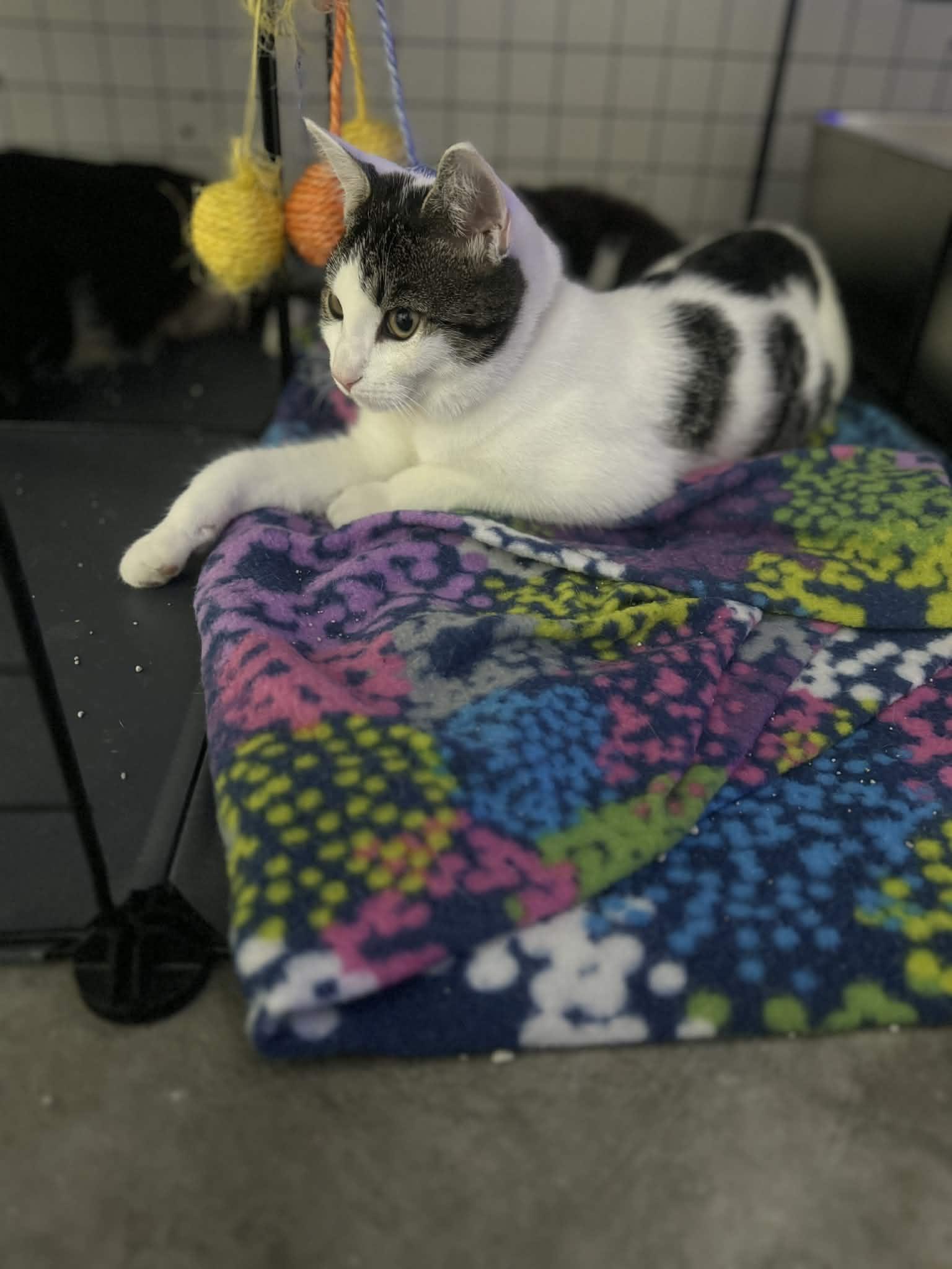 Mia, a Adoptable mixed breed in Lumberton, NC image 2/3