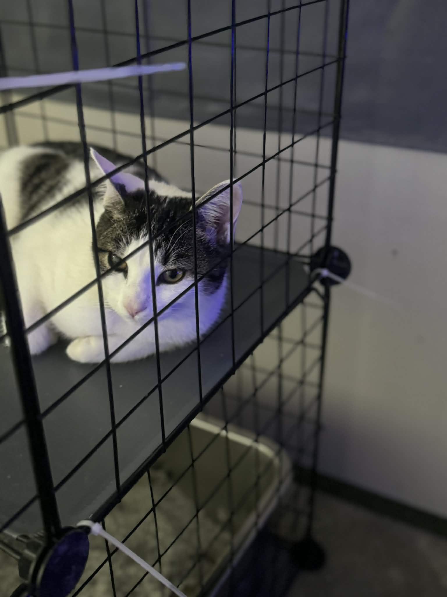 Mia, a Adoptable mixed breed in Lumberton, NC image 3/3