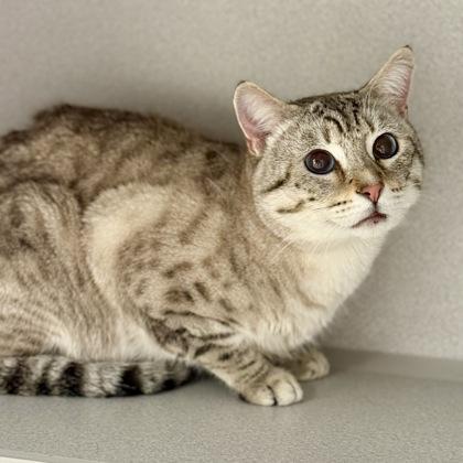 Enlarge *John, an adopted mixed breed in Red Bluff, CA image 2/2