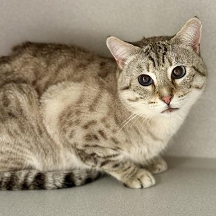 *John, adopted, Young Male Siamese.