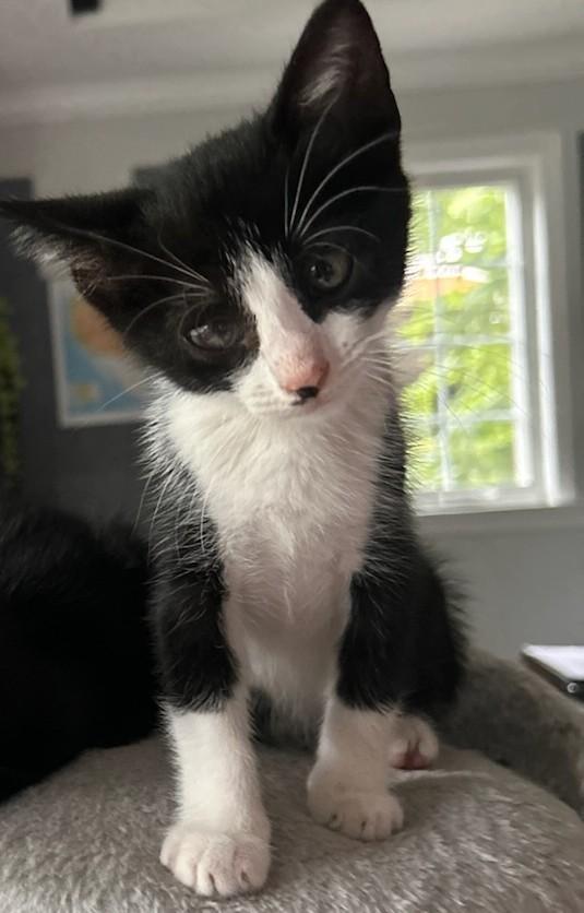 Pickles & White Stripe- love other cats - in foster care, adopted, Kitten Male Domestic Short Hair & Tuxedo.