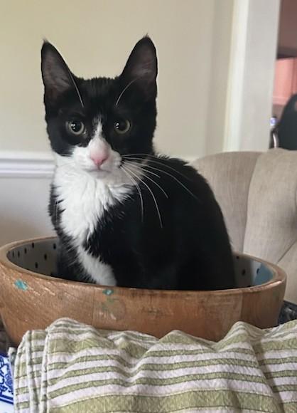 Pickles & White Stripe- love other cats - in foster care, an adopted mixed breed in Randolph, NJ image 2/2