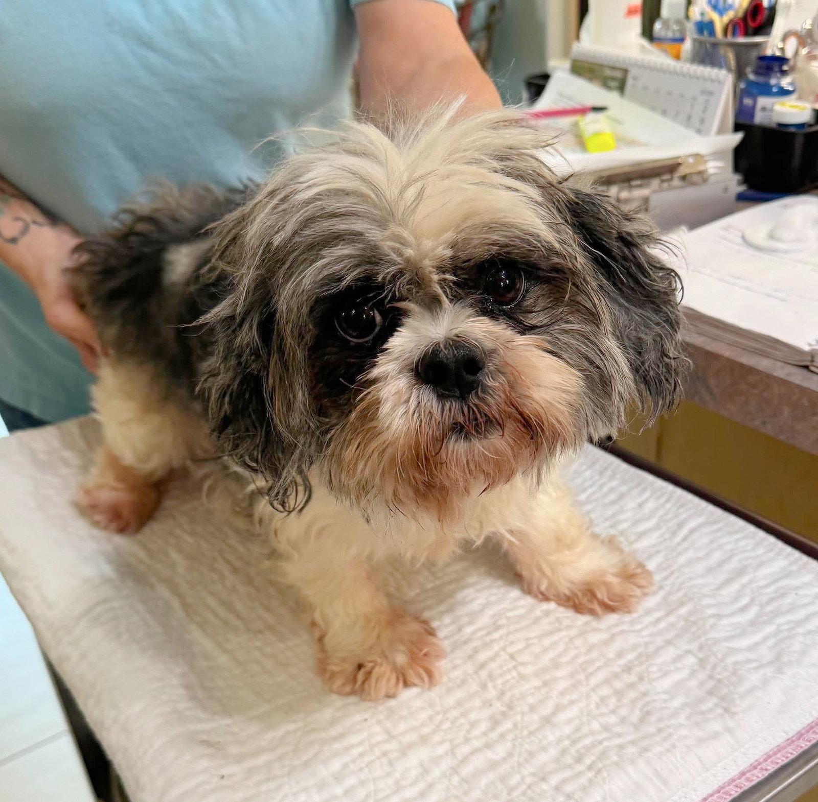 Enlarge Verona (NOT YET AVAILABLE), a Adoptable Shih Tzu in Benton, LA image 1/1
