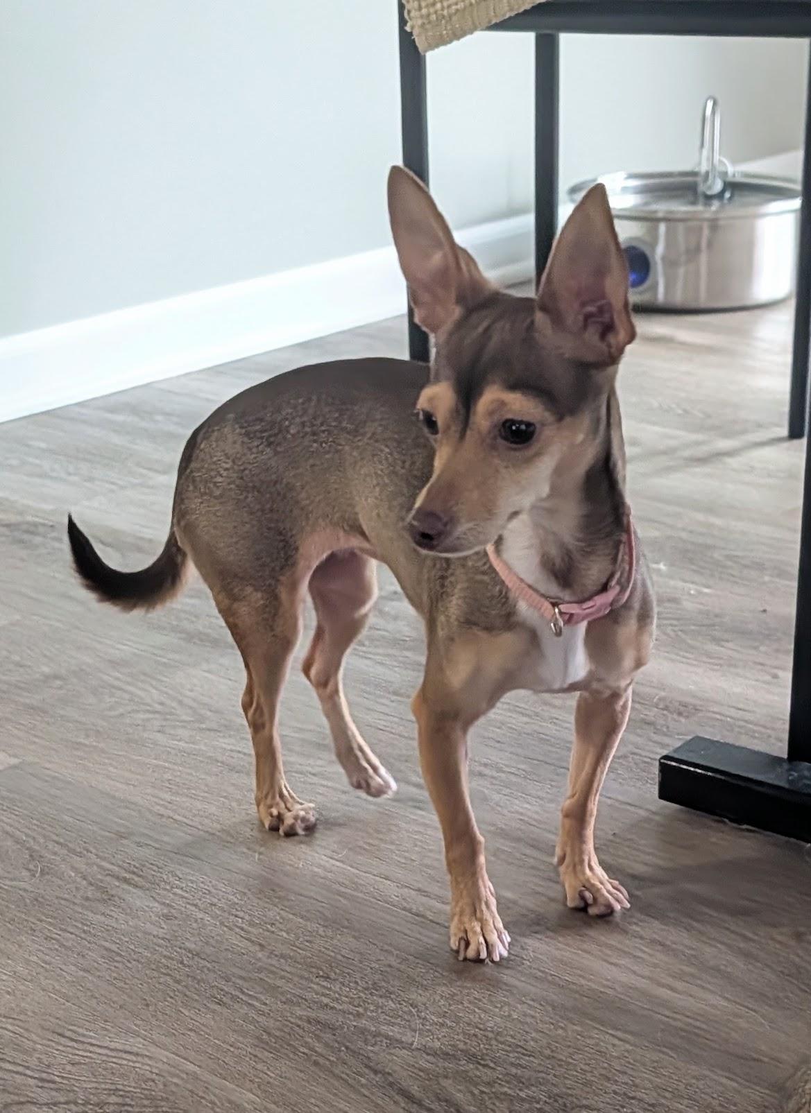 Enlarge Sandy, a Adoptable Chihuahua in Overland Park, KS image 2/3
