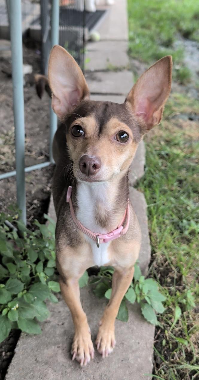 Sandy, Adoptable, Adult Female Chihuahua.