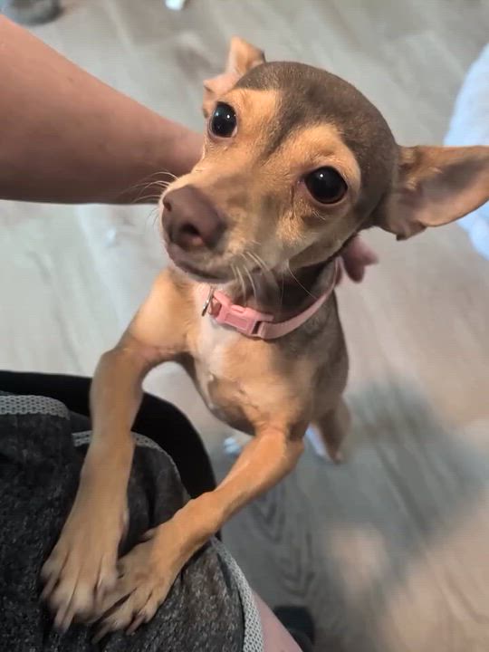 Enlarge Sandy, a Adoptable Chihuahua in Overland Park, KS video 3/3