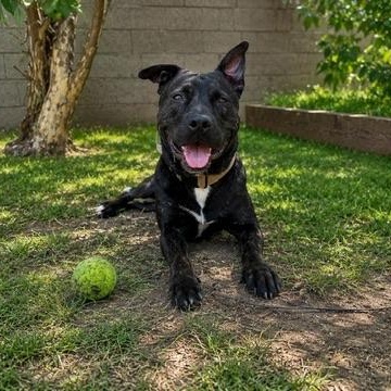 Enlarge Gojo, a ADOPTABLE mixed breed in pico rivera, CA image 1/6