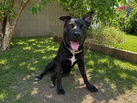 Enlarge Gojo, a ADOPTABLE mixed breed in pico rivera, CA image 6/6