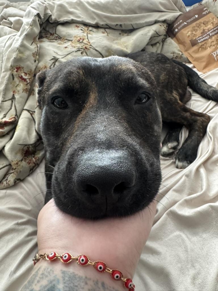 Enlarge Gojo, a ADOPTABLE mixed breed in pico rivera, CA image 2/6