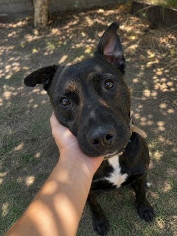 Enlarge Gojo, a ADOPTABLE mixed breed in pico rivera, CA image 5/6