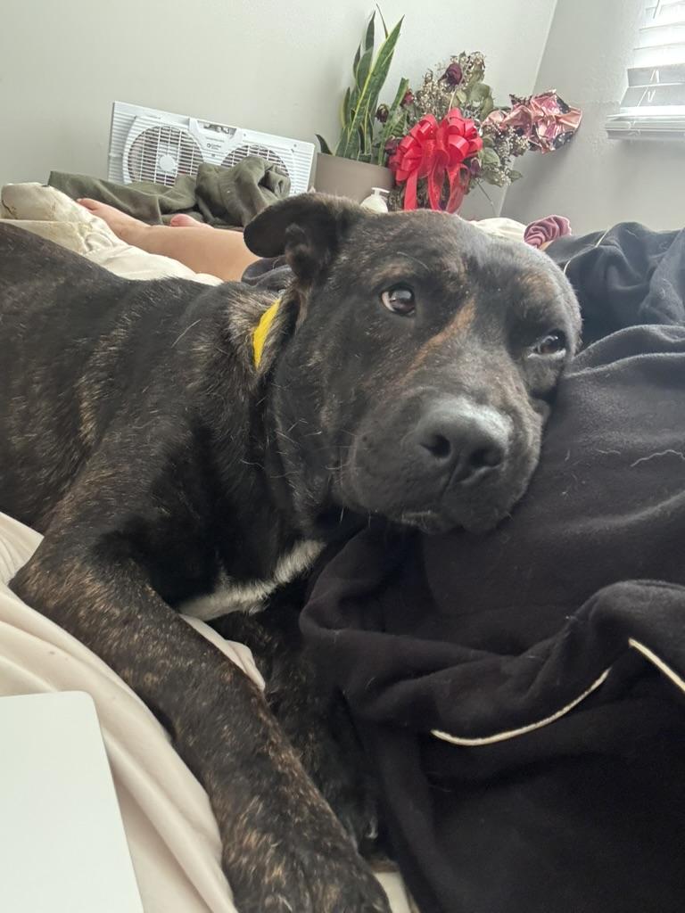 Enlarge Gojo, a ADOPTABLE mixed breed in pico rivera, CA image 4/6