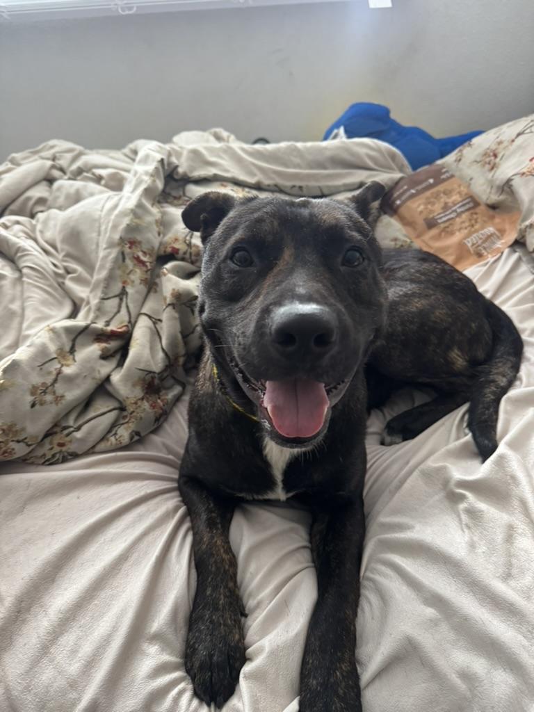 Enlarge Gojo, a ADOPTABLE mixed breed in pico rivera, CA image 3/6