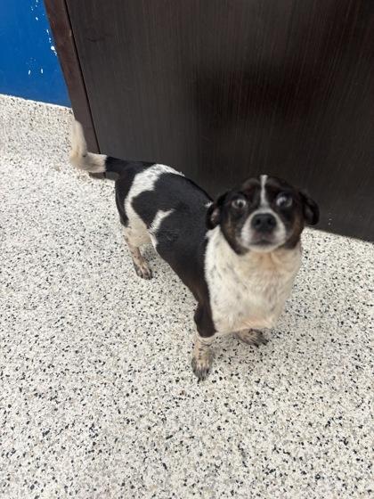 SIREN-adopted!, Adoptable, Adult Male Chihuahua & Mixed Breed.
