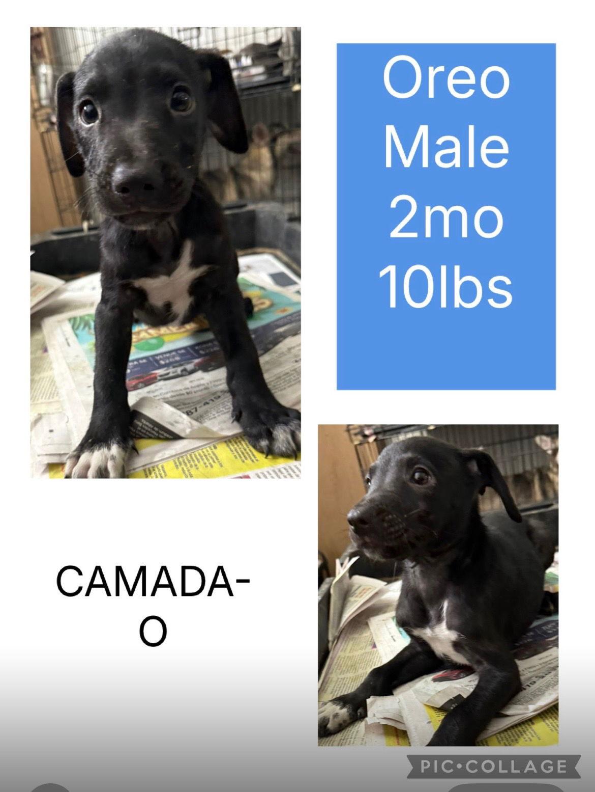 Enlarge Oreo, a Adoptable Labrador Retriever in Virginia Beach, VA image 1/1