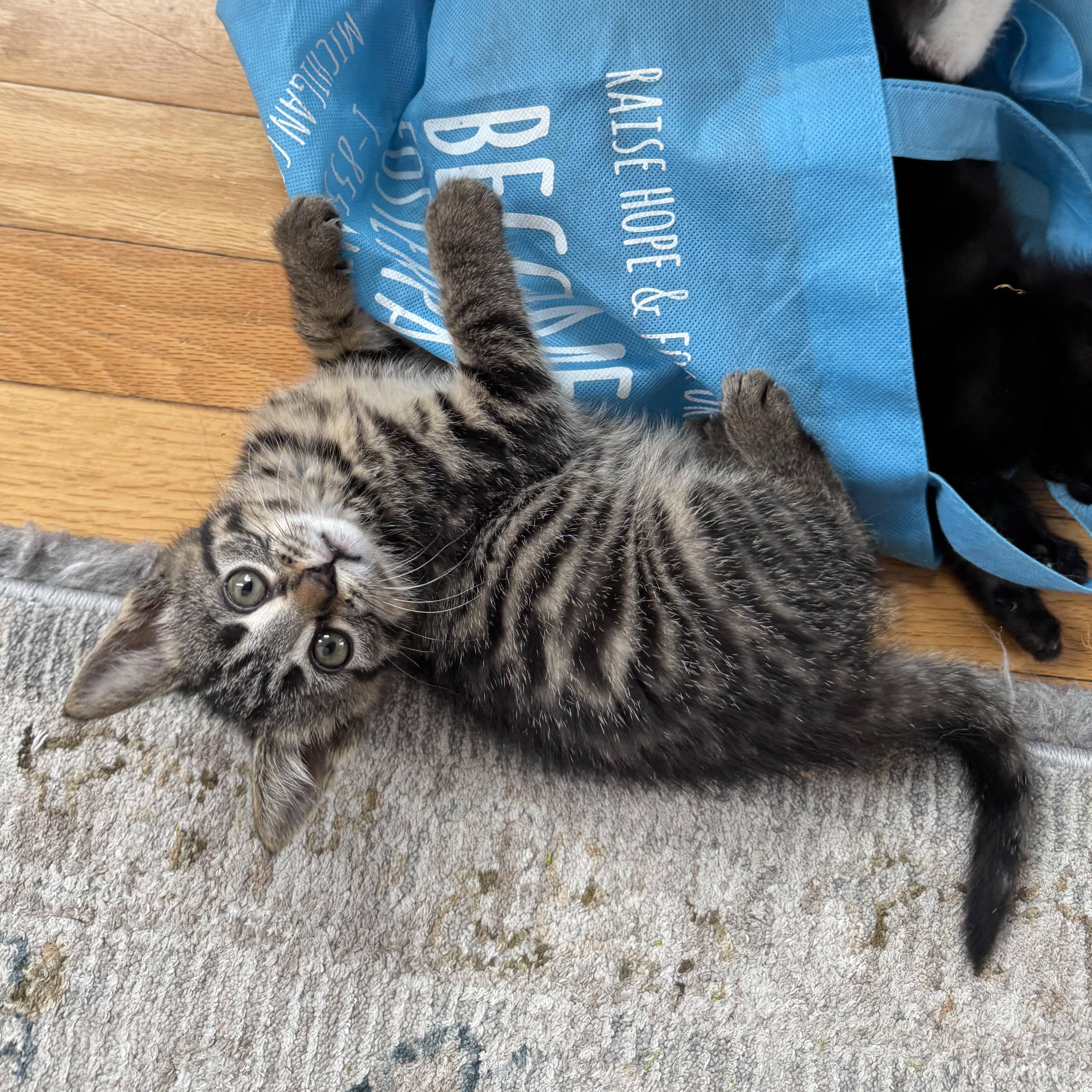 Enlarge And more!, a Adopted Tuxedo in New Hudson, MI image 2/5