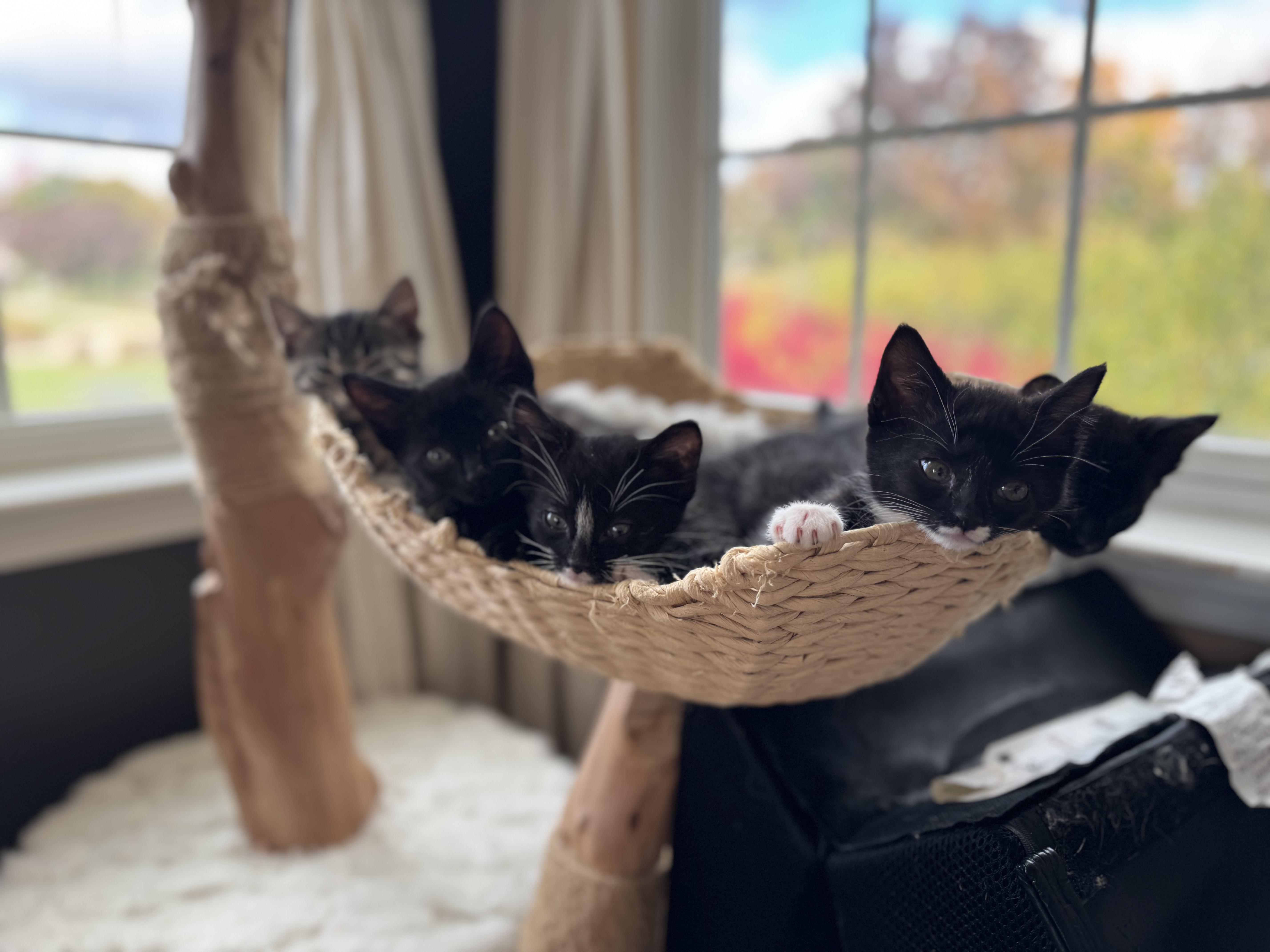 Enlarge And more!, a Adopted Tuxedo in New Hudson, MI image 5/5