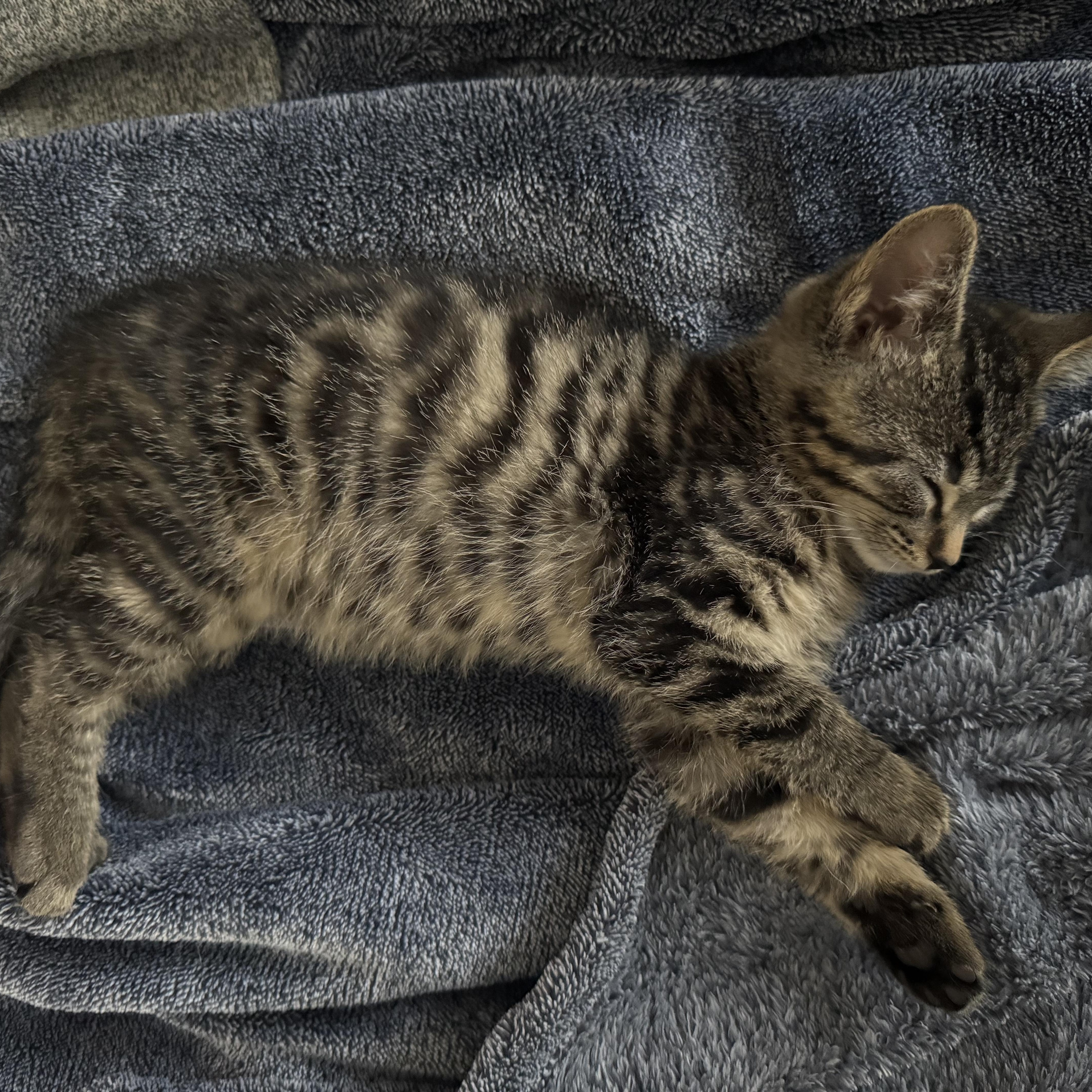 Enlarge And more!, a Adopted Tuxedo in New Hudson, MI image 3/5