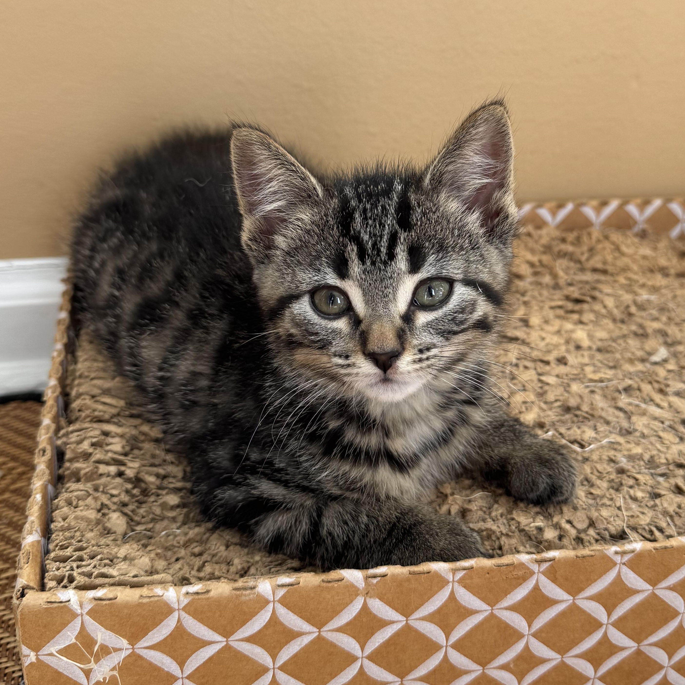 Enlarge And more!, a Adopted Tuxedo in New Hudson, MI image 1/5