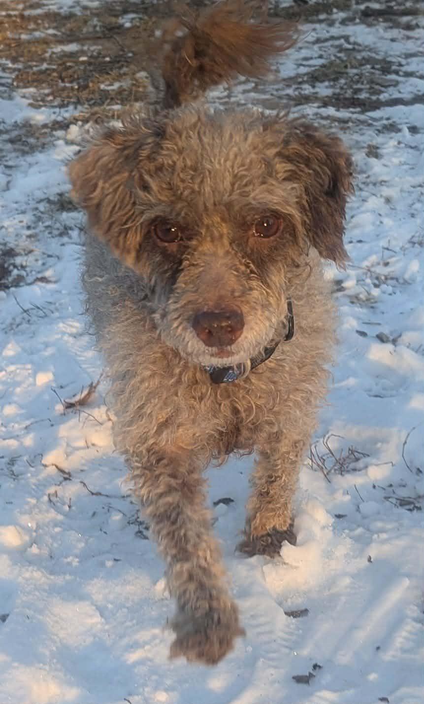 Mick, an adopted Poodle in Yorkville, IL image 1/5