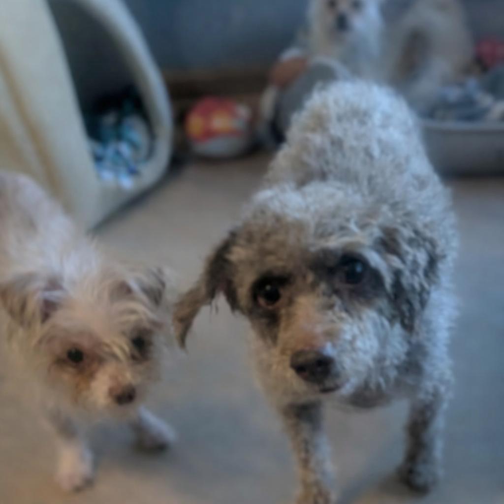 Mick, an adopted Poodle in Yorkville, IL image 2/5