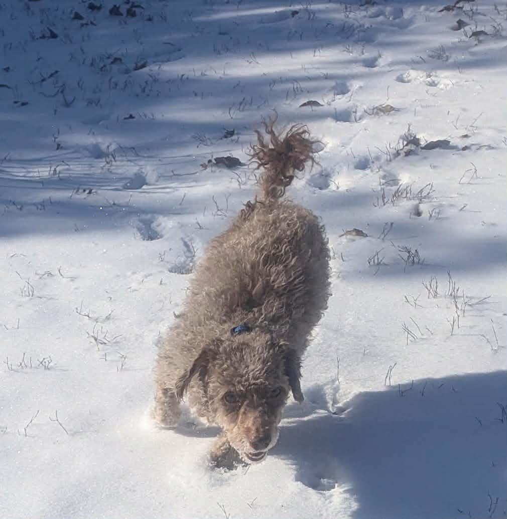 Mick, an adopted Poodle in Yorkville, IL image 4/5