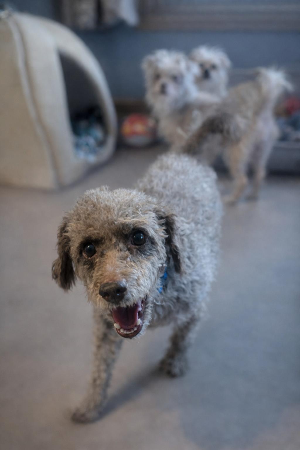 Mick, an adopted Poodle in Yorkville, IL image 3/5