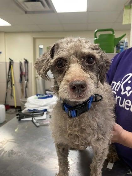Mick, an adopted Poodle in Yorkville, IL image 5/5