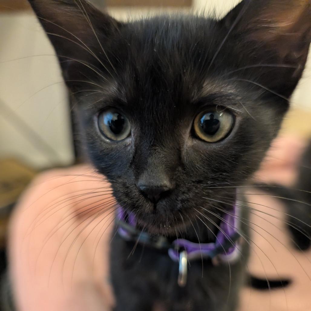 Enlarge Dulce, a Adoptable Domestic Medium Hair in Peyton, CO image 1/1