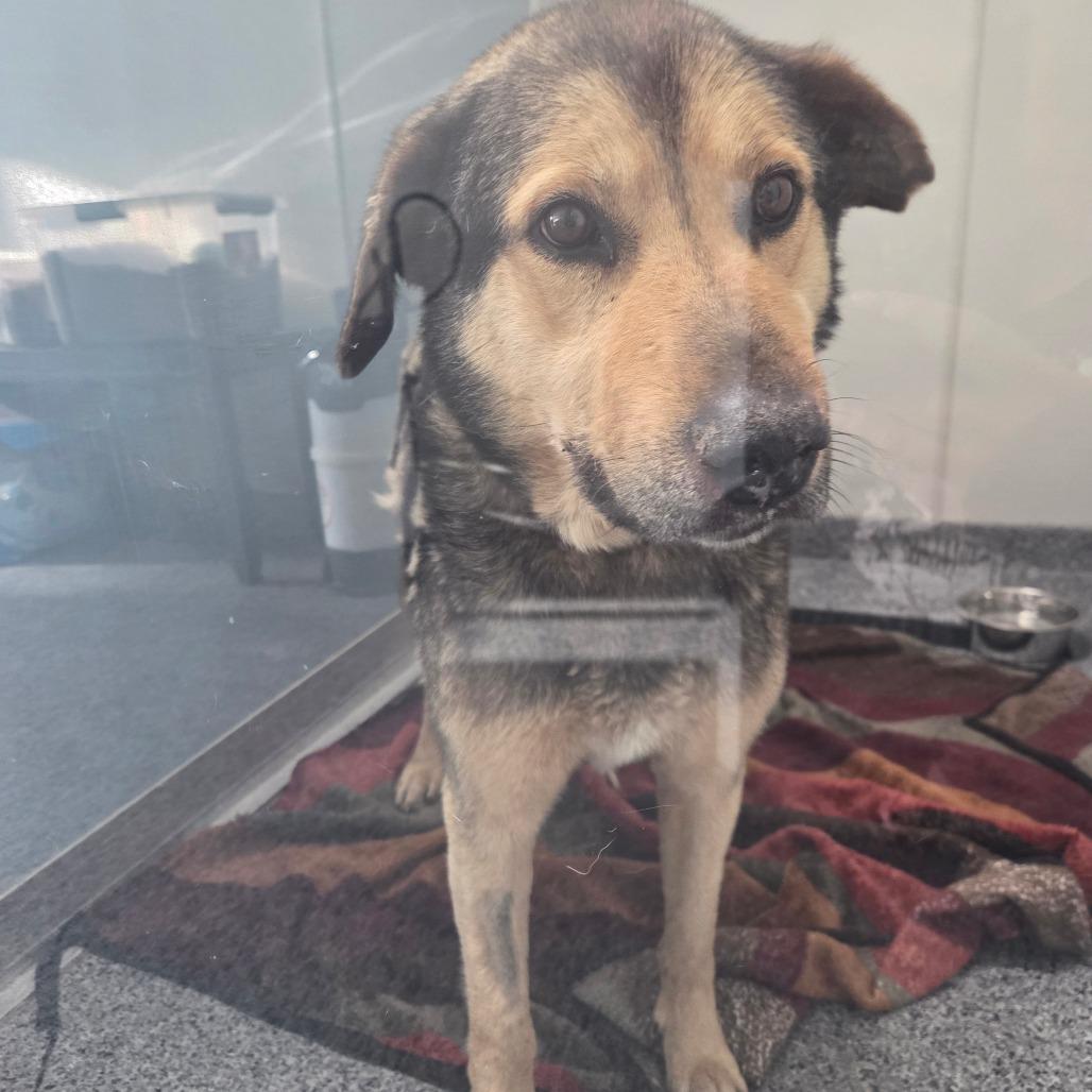 Sammy, Adoptable, Senior Male Shepherd.