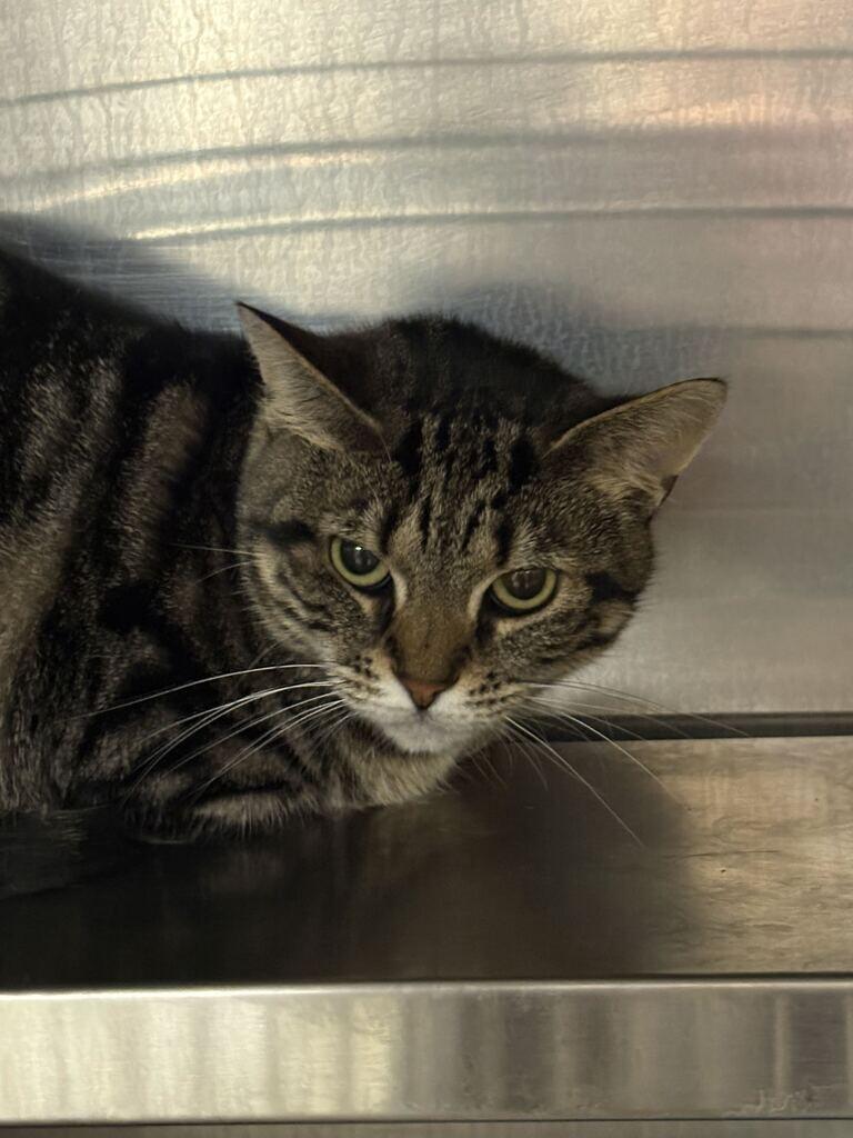 Willow, Adoptable, Adult Female Domestic Short Hair.