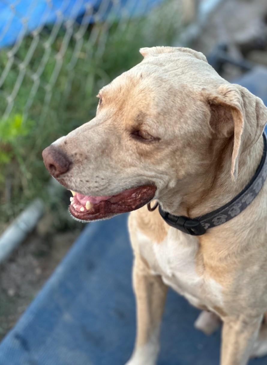 JuneBug, adopted, Young Male Labrador Retriever.
