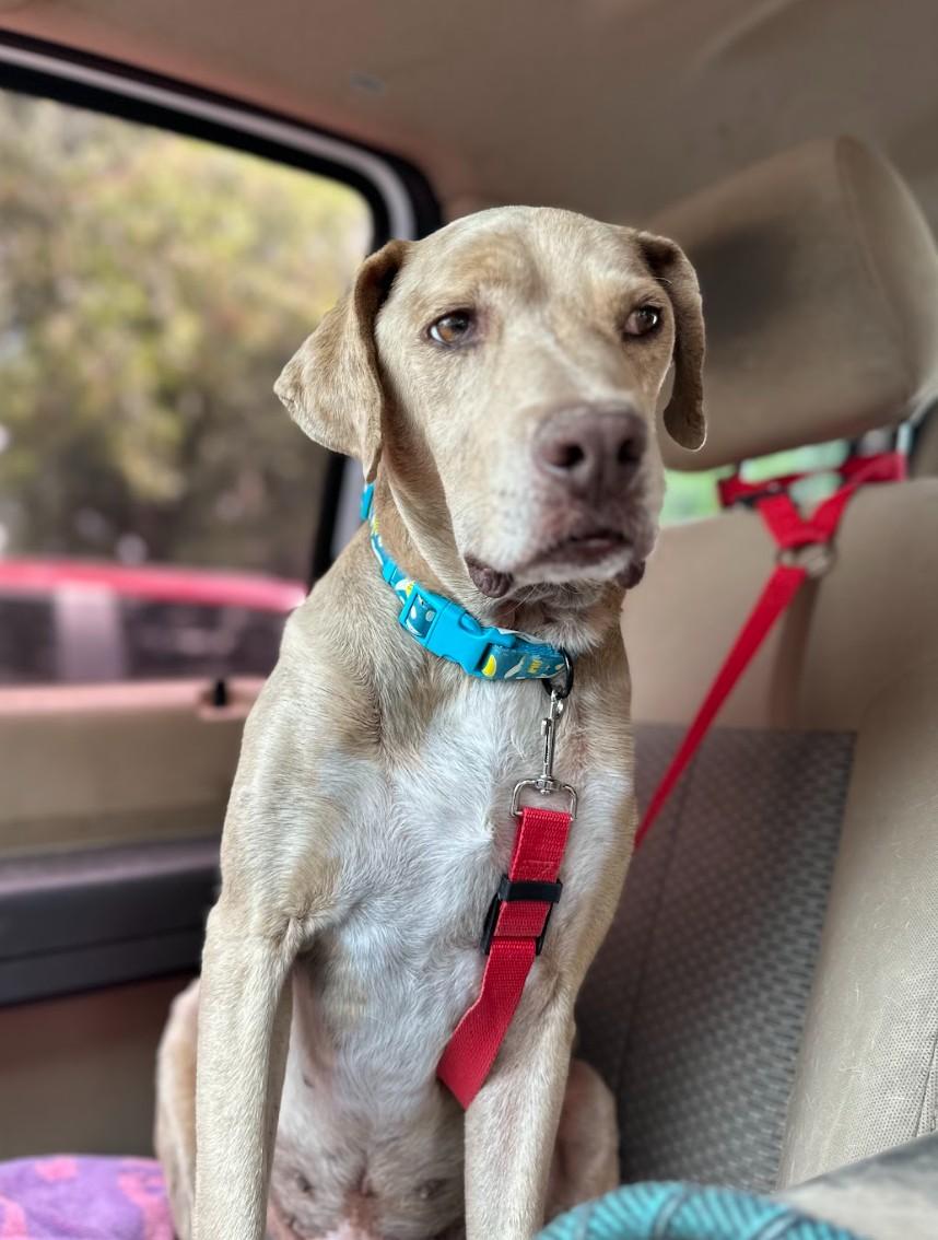 Enlarge JuneBug, an adopted mixed breed in Cincinnati, OH image 2/5