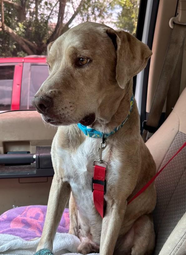 JuneBug, adopted, Young Male Labrador Retriever.