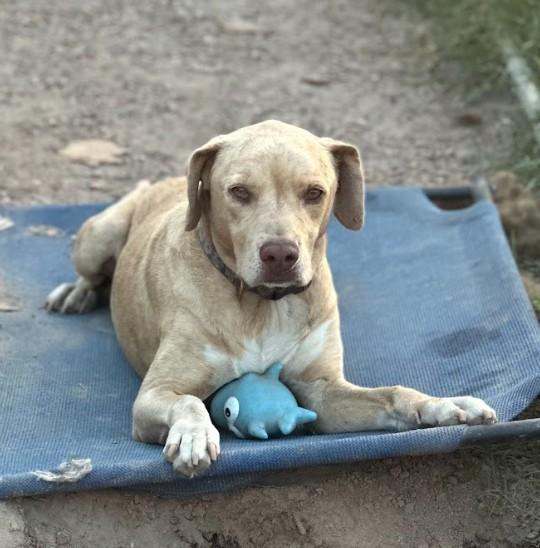 Enlarge JuneBug, an adopted mixed breed in Cincinnati, OH image 5/5