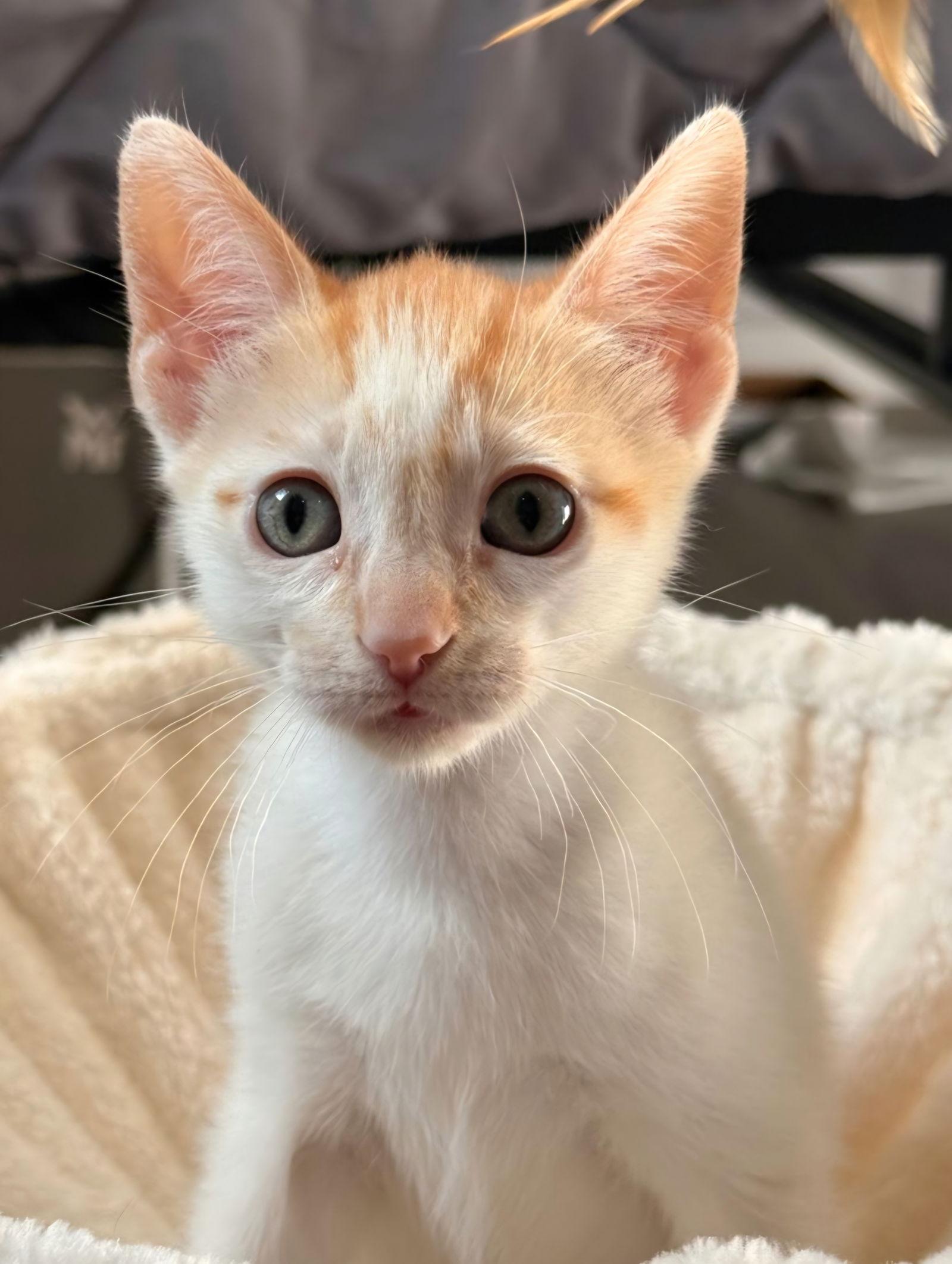 Orbit, Adoptable, Kitten Female Domestic Short Hair & Tabby.