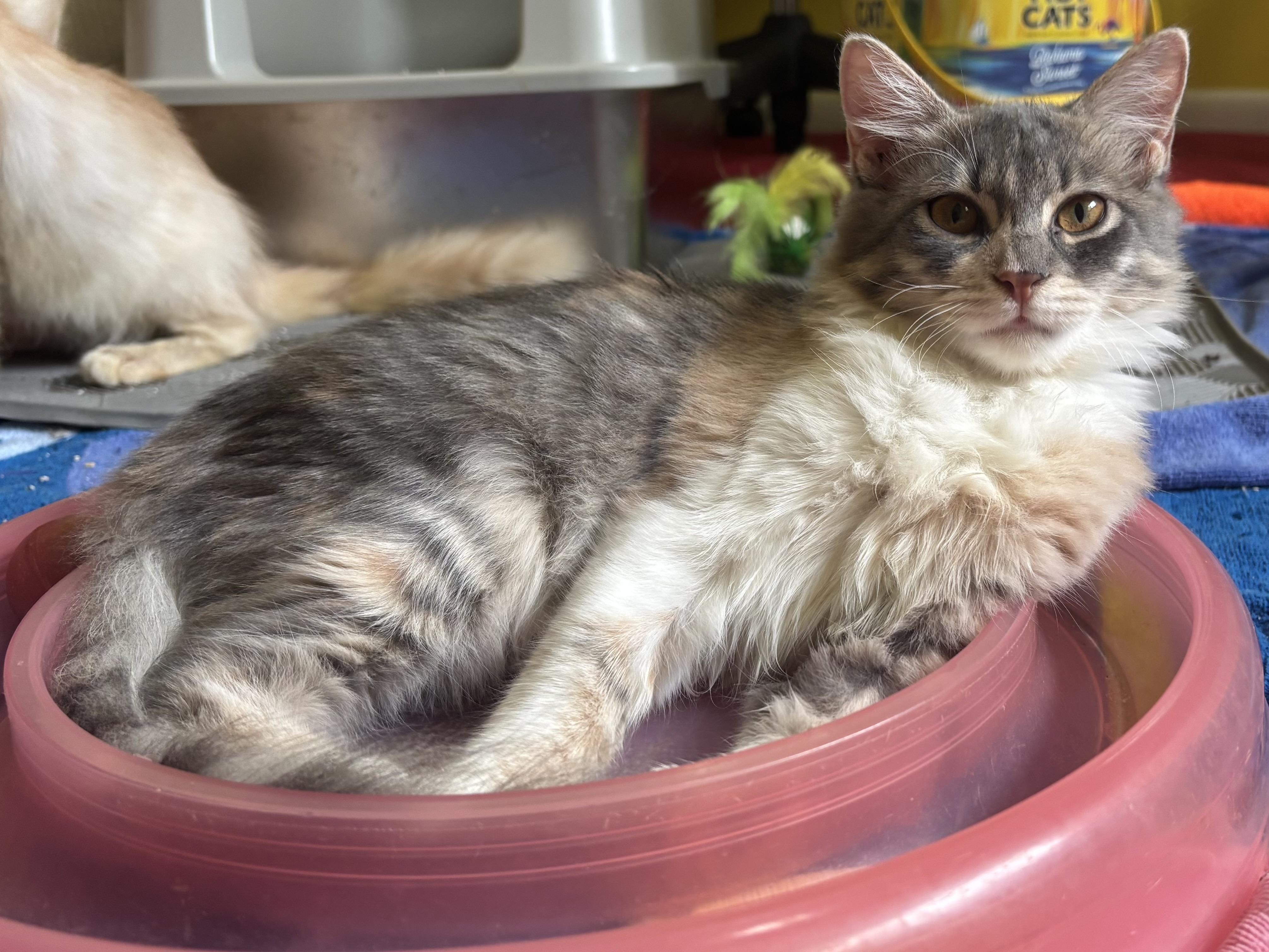 Teda (medium hair, kitten, lap cat), Adopted, Kitten Female Domestic Medium Hair.