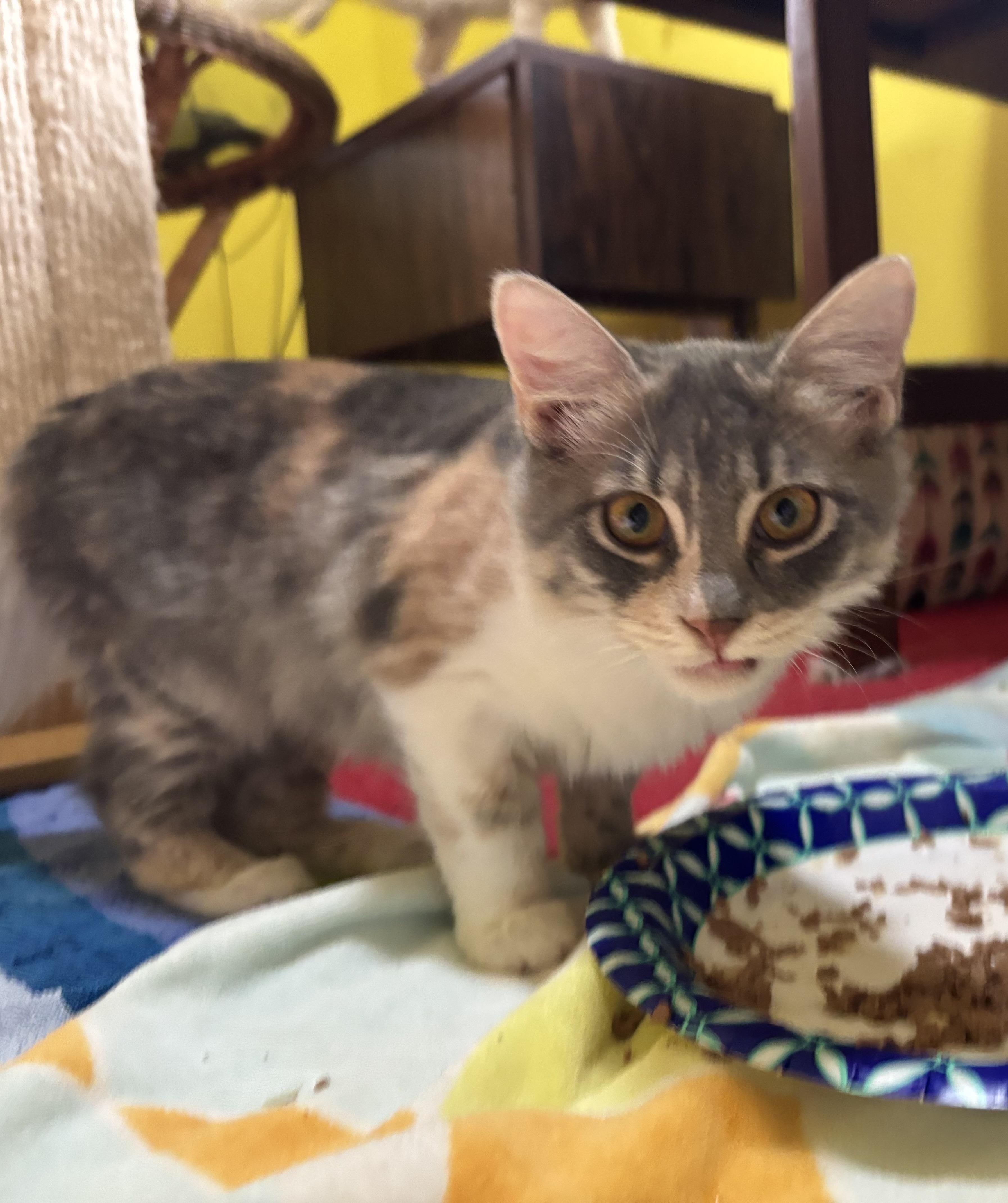 Enlarge Teda (medium hair, kitten, lap cat), a Adopted Domestic Medium Hair in Fairfax, VA image 2/4