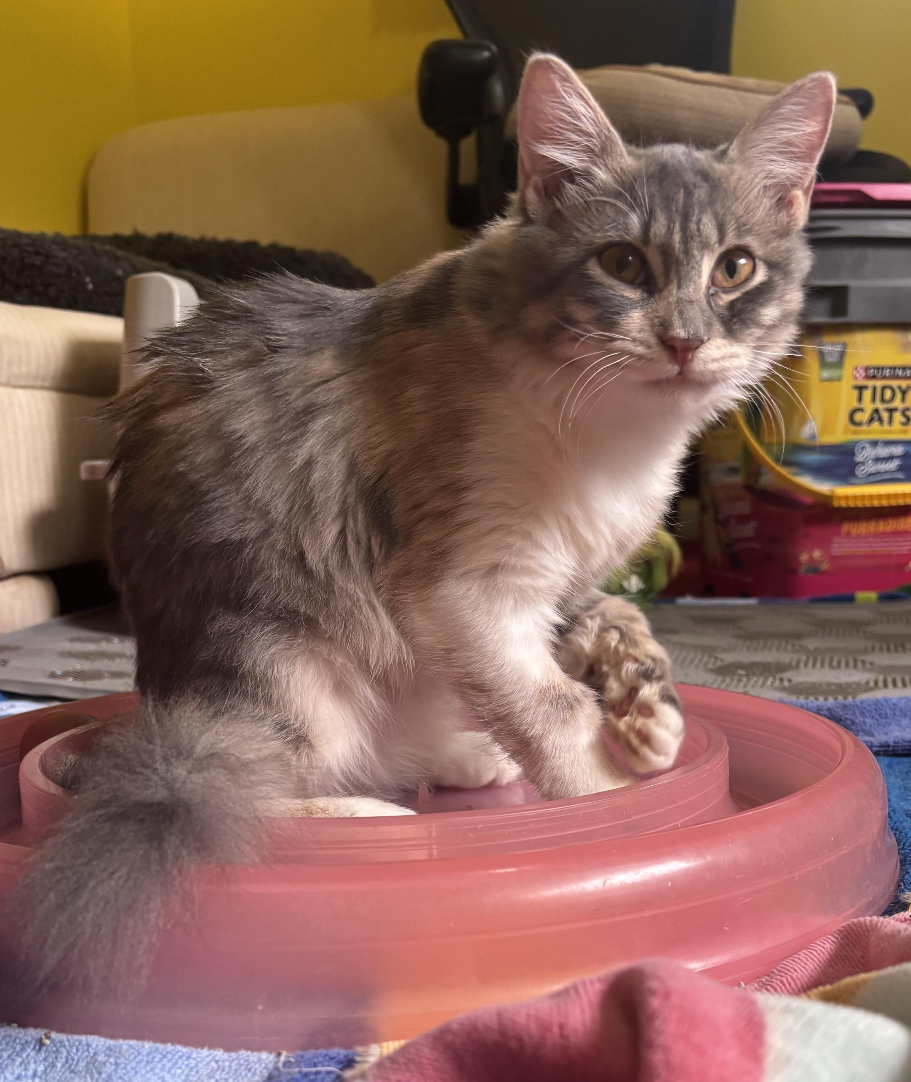 Enlarge Teda (medium hair, kitten, lap cat), a Adopted Domestic Medium Hair in Fairfax, VA image 4/4