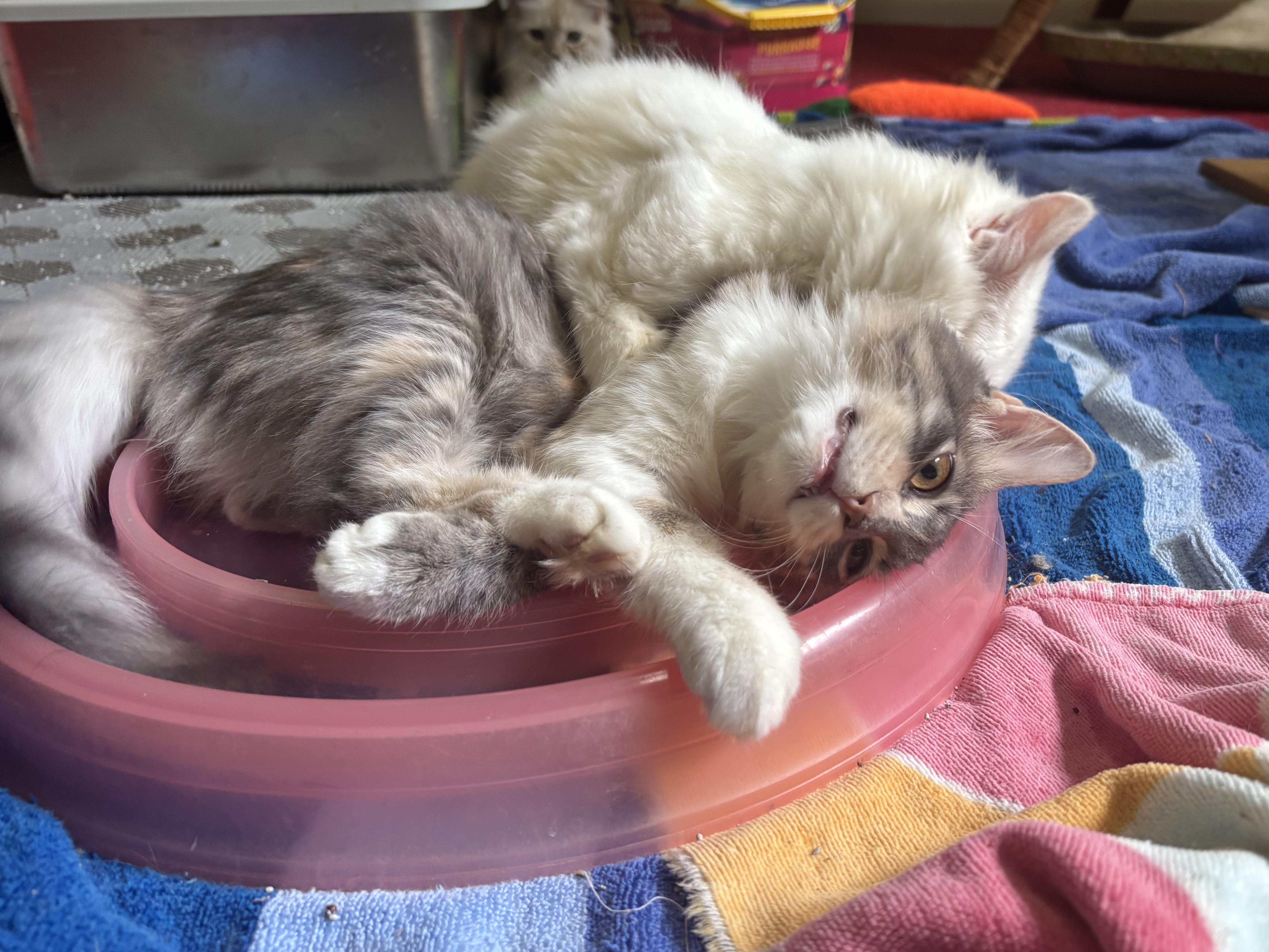 Enlarge Teda (medium hair, kitten, lap cat), a Adopted Domestic Medium Hair in Fairfax, VA image 3/4