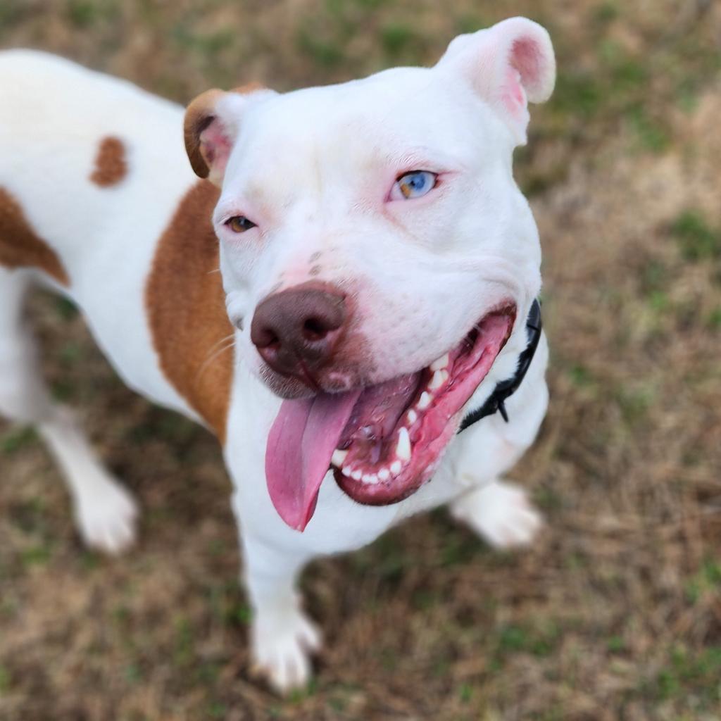 Cricket — thumbnail 2