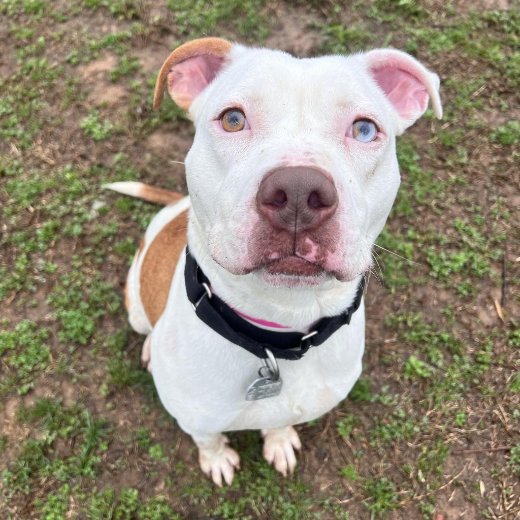 Cricket — thumbnail 3