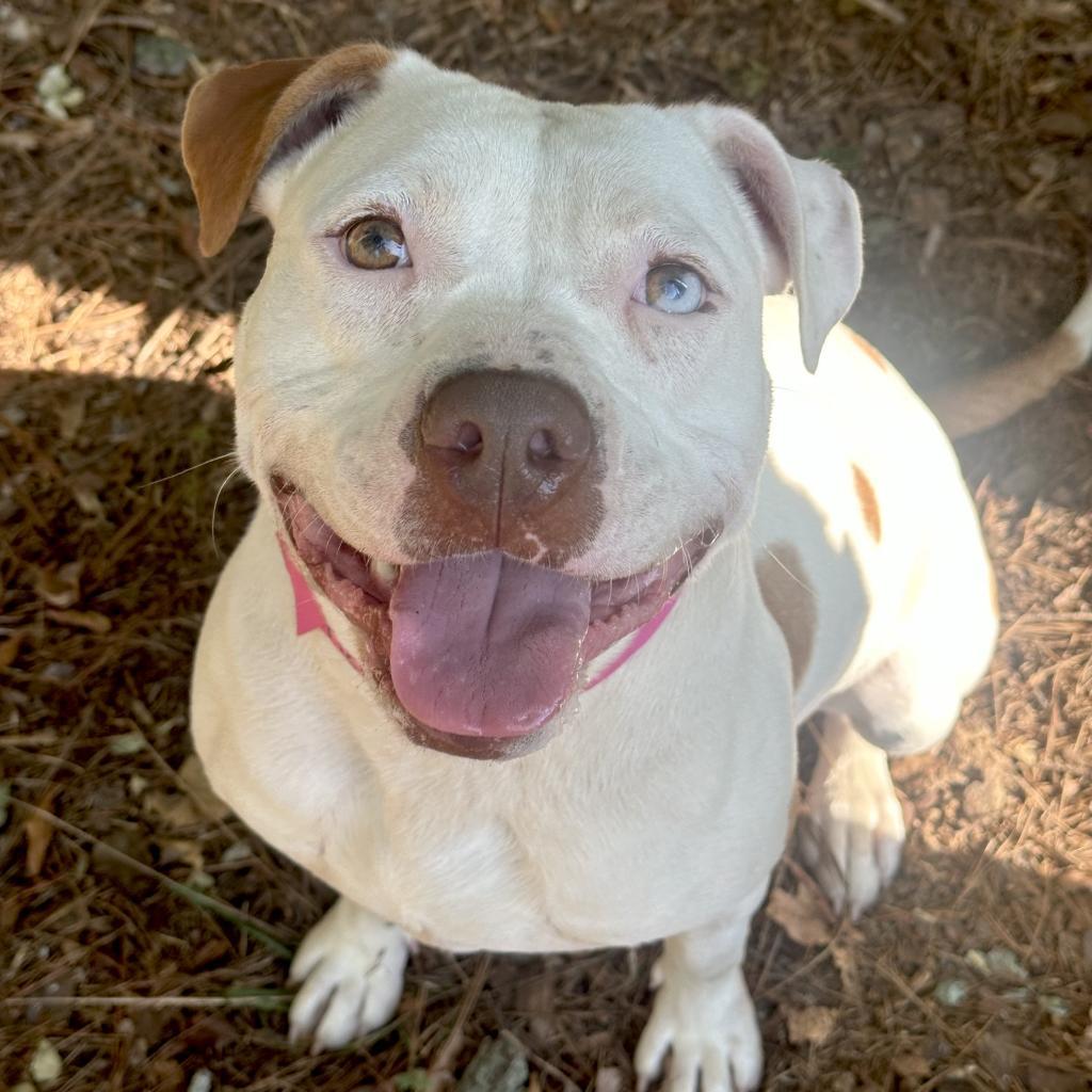 Cricket — thumbnail 4