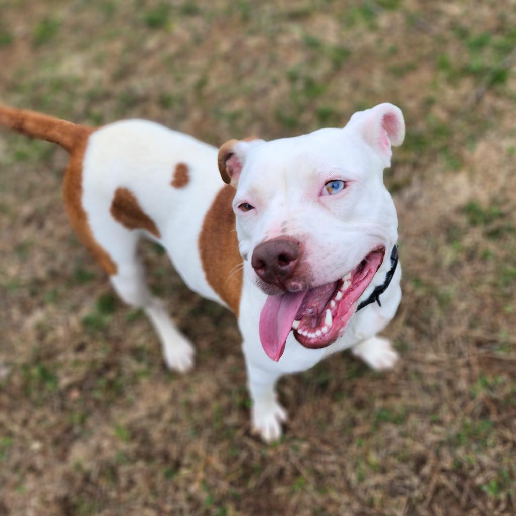 Cricket — thumbnail 5