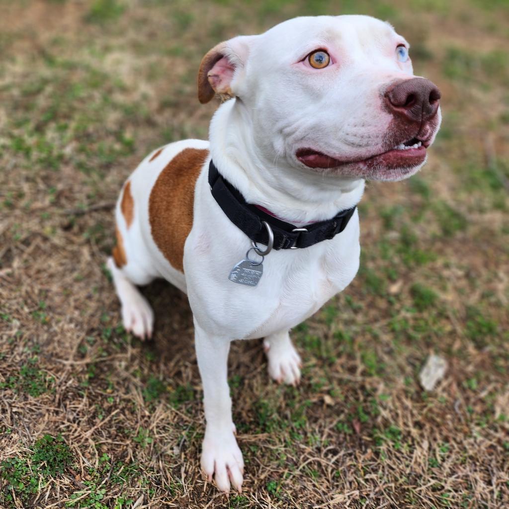 Cricket — thumbnail 6