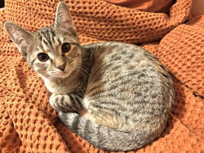 Enlarge Macademia, a ADOPTABLE mixed breed in Cranbrook, BC image 1/2