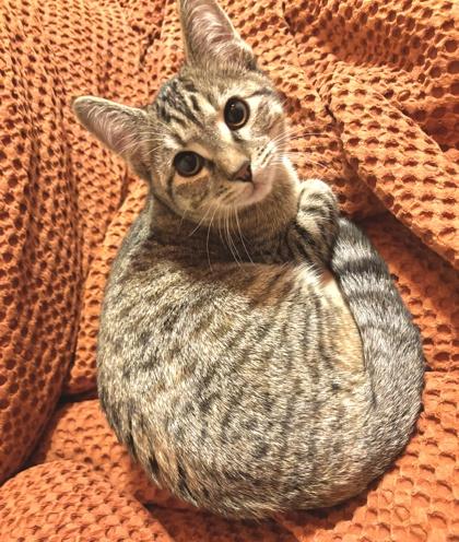 Enlarge Macademia, a ADOPTABLE mixed breed in Cranbrook, BC image 2/2