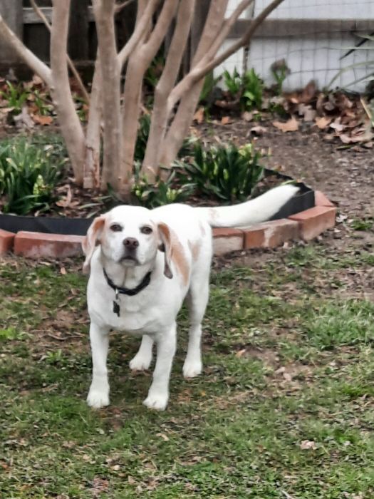 Tim Amelia (fka Pippin), a Adoptable Beagle in Waldorf, MD image 1/10