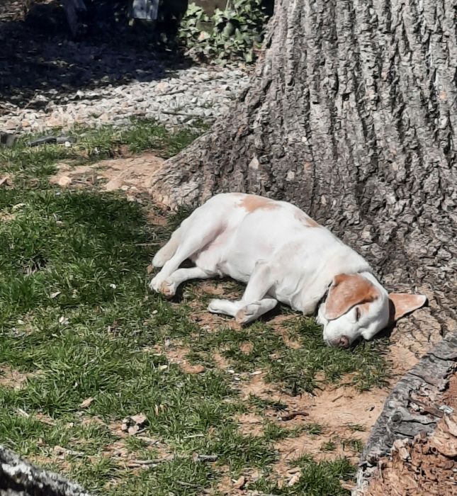 Tim Amelia (fka Pippin), a Adoptable Beagle in Waldorf, MD image 2/10